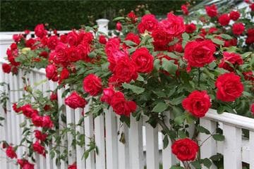 Плетистые розы на заборе