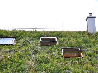 Покрытие крыши травой экологично и шумоизоляция одновременно