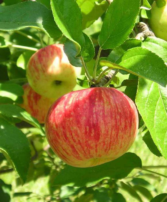 самые вкусные сорта яблок для средней полосы