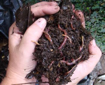 дождевые черви в почве