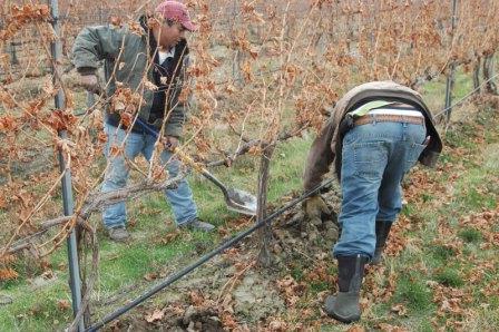 способы укрытия винограда на зиму