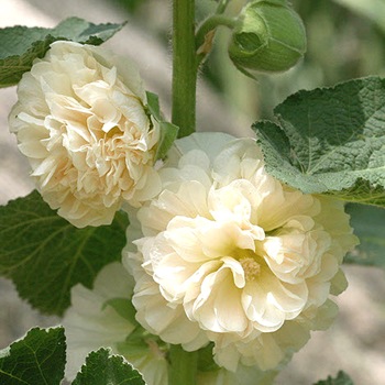 Шток-роза белая 