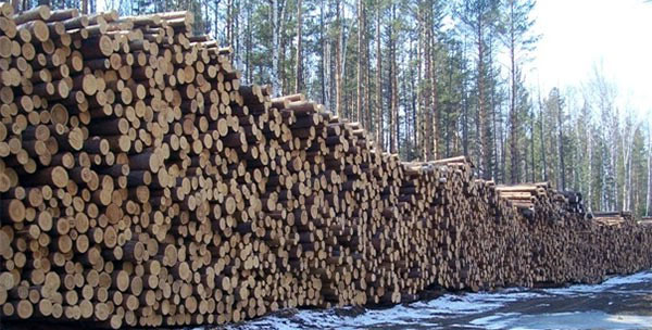 заготовки древесины 