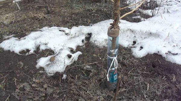 Защита дерева от грызунов зимой