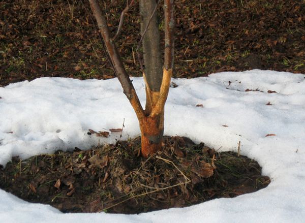 При повреждениях коры дерево нужно обмотать полиэтиленом