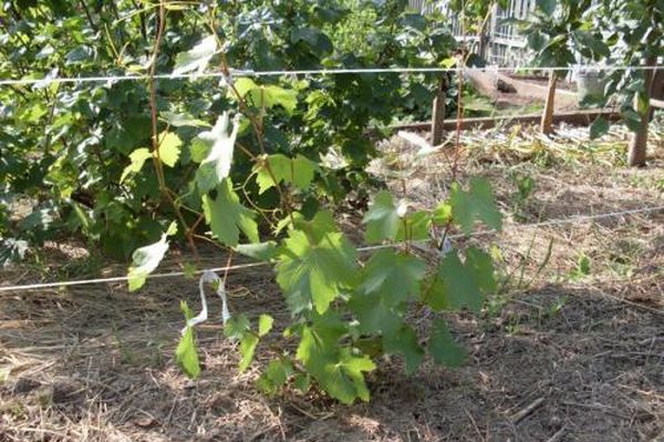 Первый год после посадки винограда – самый важный