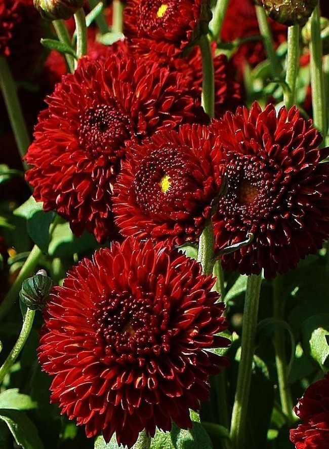 Шикарная красная хризантема - богатство вашего сада 
