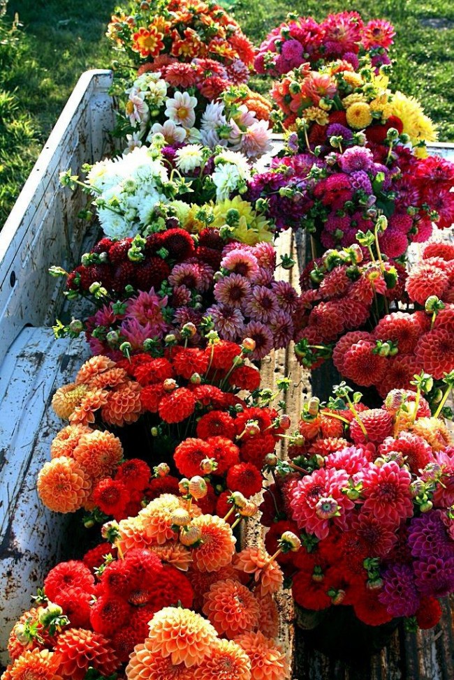 Прекрасные букеты из разноцветных хризантем 