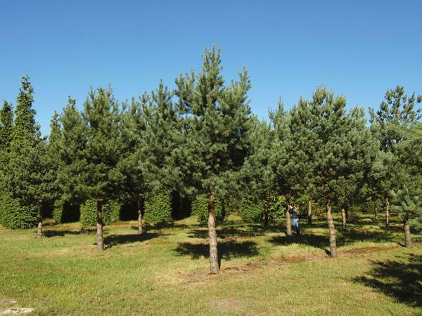 Pinus sylvestris (сосна обыкновенная)