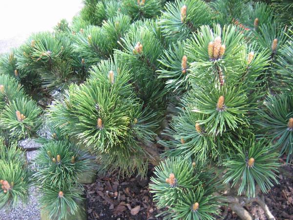 Pinus mugo (сосна горная)