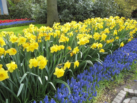 Цветы и клумбы: Многолетние цветы для клумбы на даче и в саду