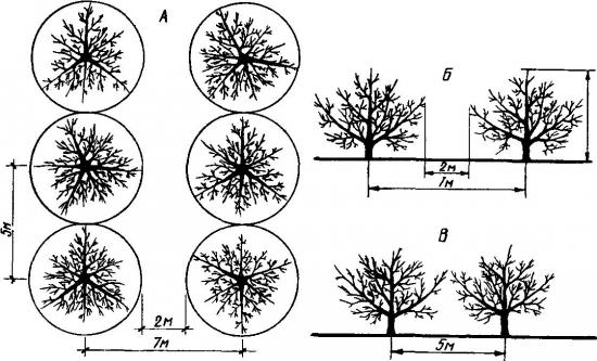 схема посадки деревьев