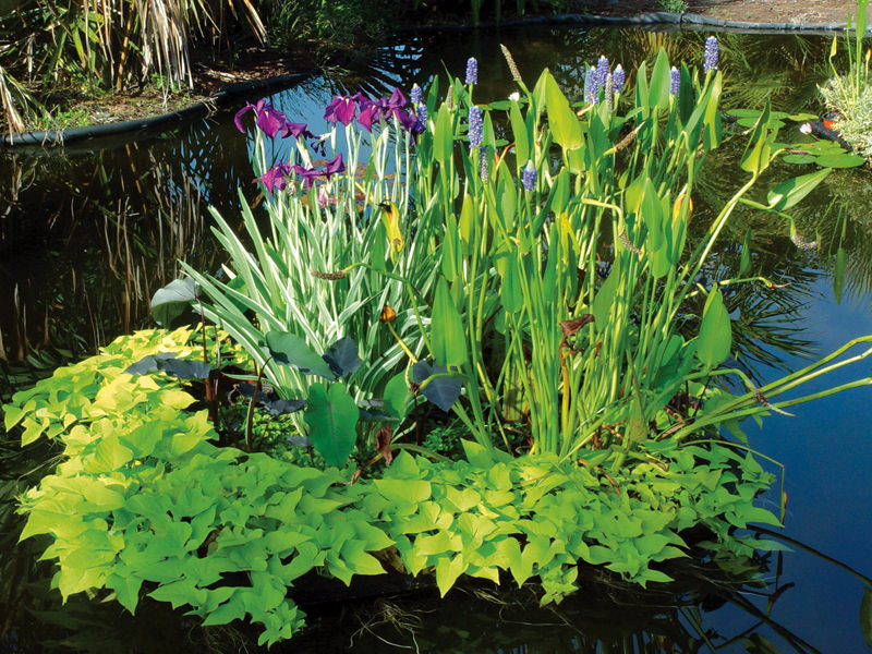 Плавающие растения в пруду