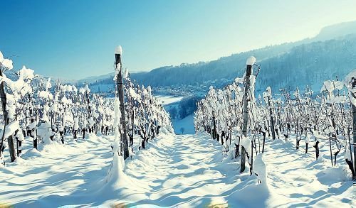 Как подготовить виноград к зиме: чем и как укрывать