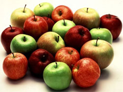 Когда снимать яблоки?