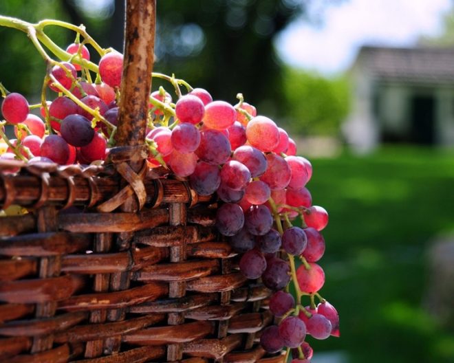 Процесс выращивания плодов винограда знаком человеку с самых давних времен