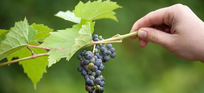 как укрыть молодой виноград на зиму