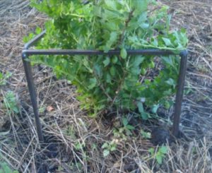 Ограждение для кустарников из арматуры