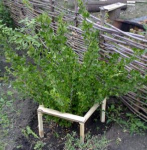 Ограждение для кустарников из деревянных реек