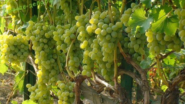 Как вырастить виноград на арке или беседке