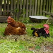 Как можно проверить которая из куриц несет яйца