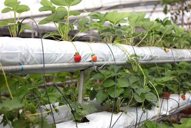 Выращивание клубники на гидропонике по голландской технологии в мешках