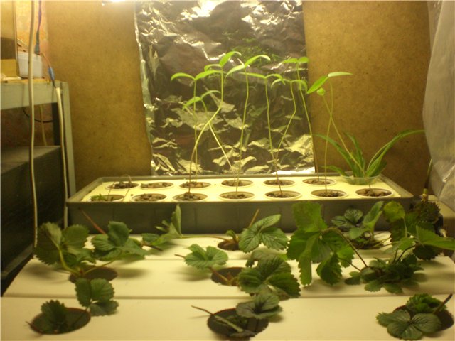 Самодельное освещения для клубники, выращиваемой на гидропонике в домашних условиях