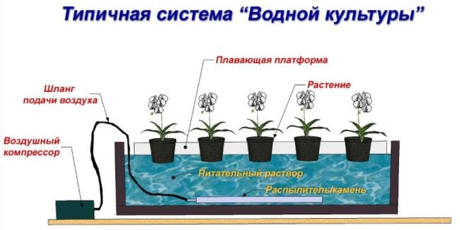 Принцип выращивания растений по технологии глубоководной культуры