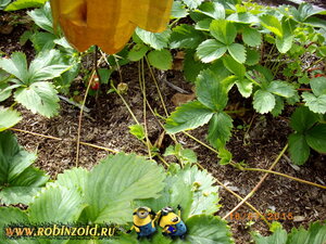 земляника земляника