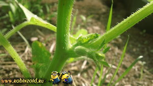 огурец огурец