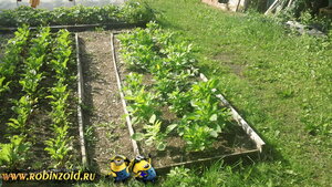 грядки грядки