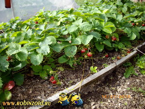 земляника земляника