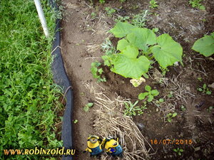 огуречная грядка огуречная грядка