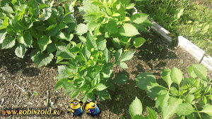 георгины георгины