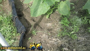 муравьи на грядке муравьи на грядке