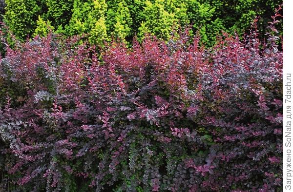 Барбарис (Berberis)