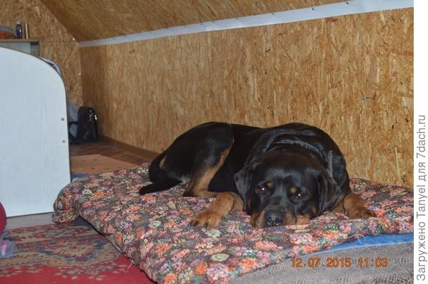 Спальня получилась замечательная, уютная. Помощница тоже оценила нашу скромную мансарду.