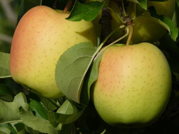 Сорт Golden Delicious (Фото с сайта semenauspeha.ru)