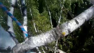 Опиливание аварийного дерева.