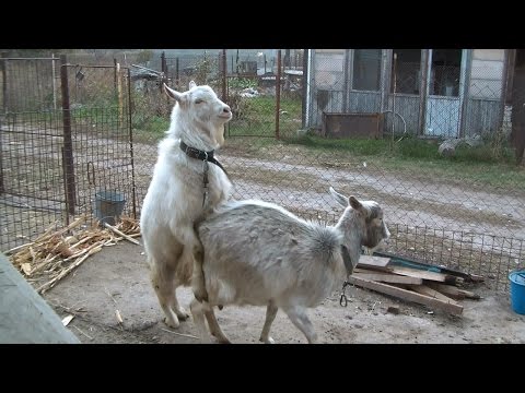 Случка и спаривание коз: признаки когда начинает гулять?