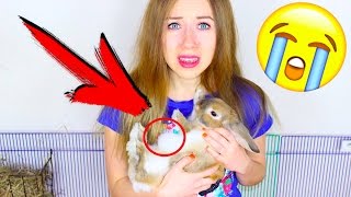 Кролик может умереть! СРОЧНО НУЖНА ОПЕРАЦИЯ - ЭЛЬЗА ЖИВИ | Elli Di Pets