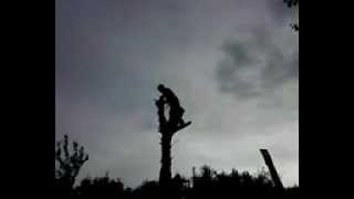 Спил деревьев в Новочеркасске 8-951-846-111-8