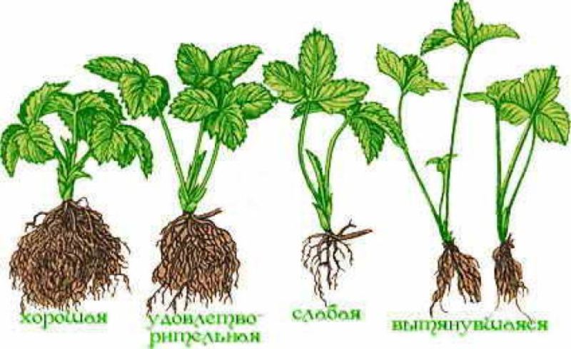 Примеры развития корневой системы