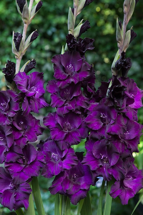Темно-фиолетовые цветы