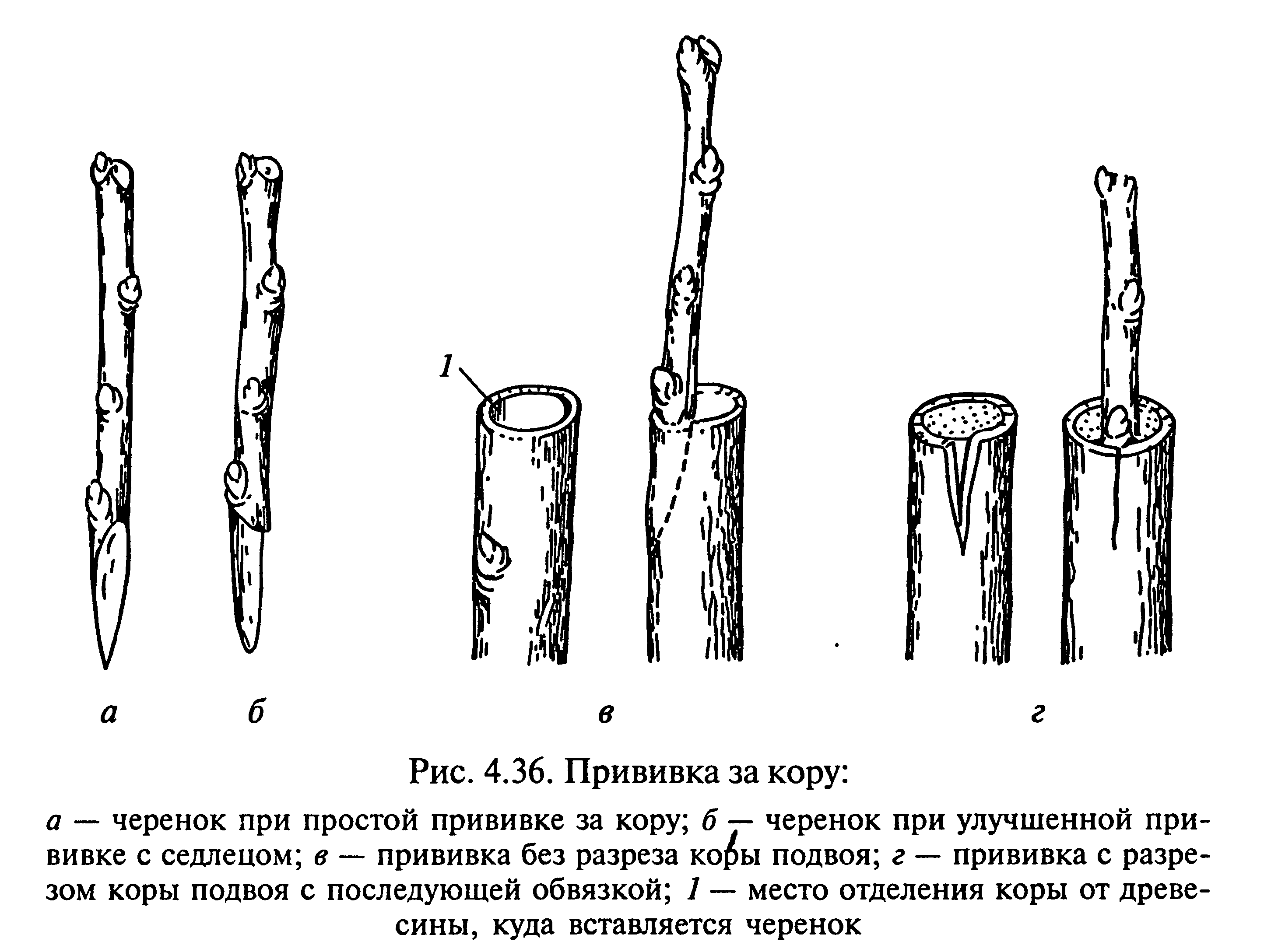 Прививка плодовых деревьев за кору