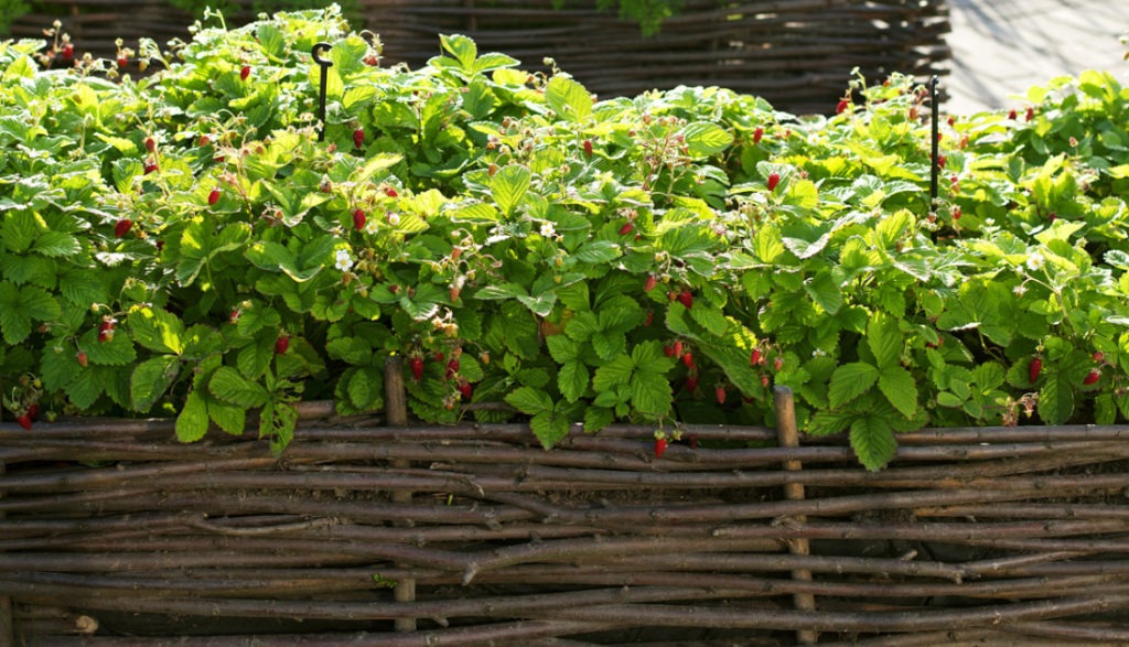 Плетеный декоративный заборчик для ягод