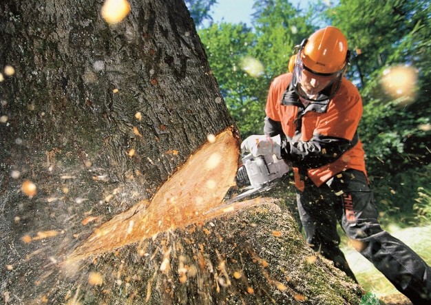 Как правильно валить деревья бензопилой: правила техники безопасности