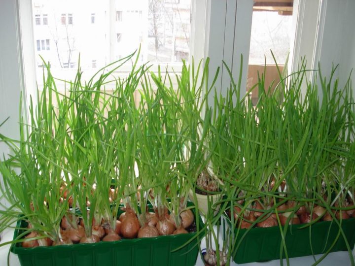 Выращивание зелени на подоконнике зимой для начинающих