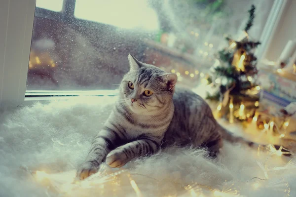 Кот в окне зимой — стоковое фото