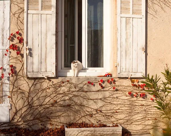 Белый Кот, выйдя из дома через окно — стоковое фото